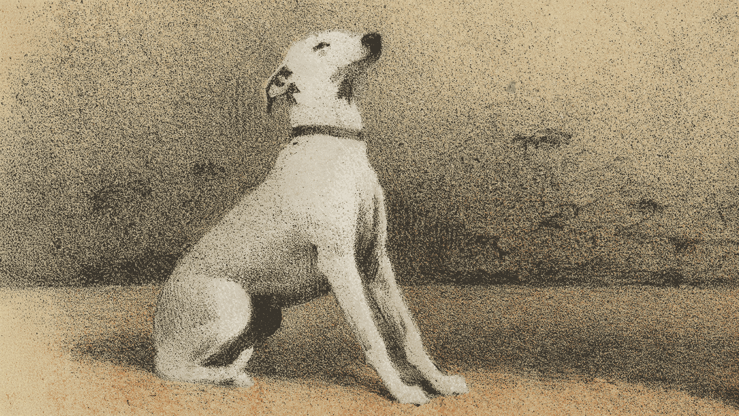 Zootrement #1 : Les animaux nous parlent