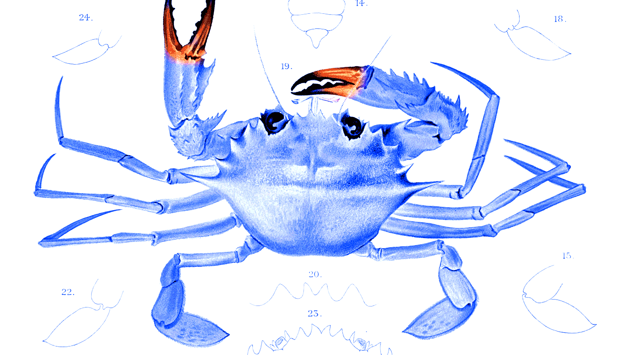 L'invasion du crabe bleu - Opera Mundi